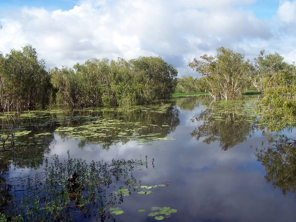 6a Kakadu _NP  YP__4465