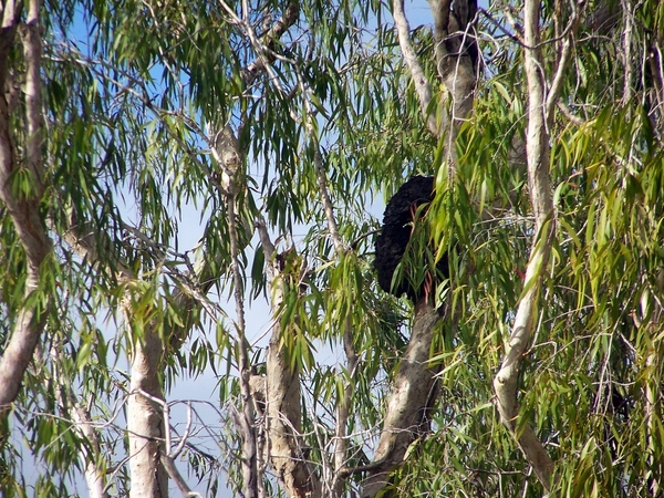 6a Kakadu _NP  YP__4470