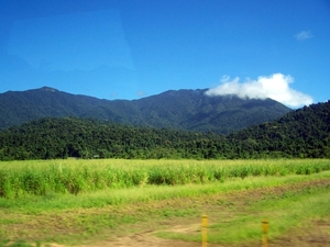7a Cairns _omg_tropisch regenwoud   YP__4510