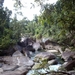 7a Cairns _omg_tropisch regenwoud  IMAG2893