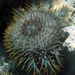 7b Great Barrier Reef  _Crown-of-thorns starfish