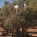 1d  Agadir--Ouarzazate  Arganie_bomen met geiten erop