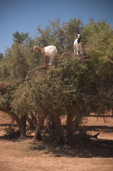 1d  Agadir--Ouarzazate  Arganie_bomen met geiten erop