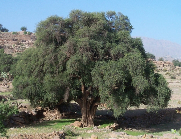 1d  Agadir--Ouarzazate  Arganie_boom