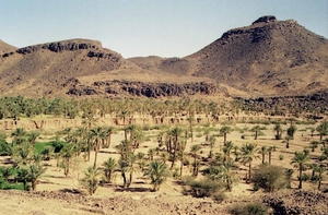 3b Erfoud  omgeving oase met palmbomen