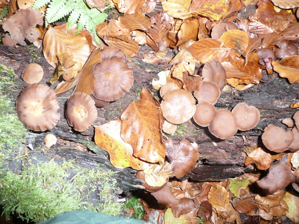 paddenstoelen,bladeren,boomschors,