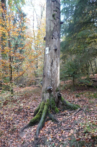 Image1