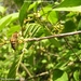 Frangula alnus(rhamus frangula)