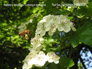 Meidoorn 'crataegus monogima' P5060027