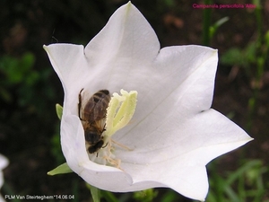 Campanula persicifolia 'Alba'