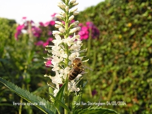 Veronica spicata 'Alba'