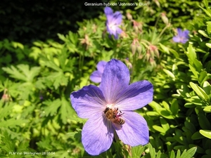 Geranium hybride  'Johnson's Blue'-P5280467