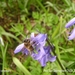 Hyacint orientalis P4240004