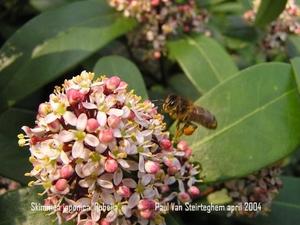 P4010786.Skimmia japonica 'Rubella'