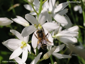 Anthericum liliago