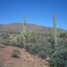 Reuze Saguaro cactusen