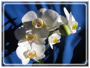 orchidee 4