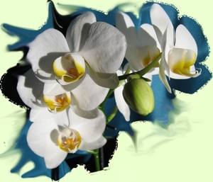 orchidee 5