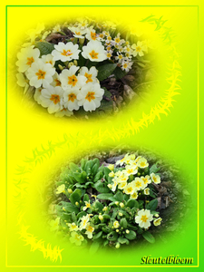 sleutelbloem