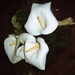 IMG00295