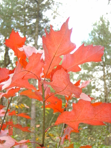 herfst  Eikeblad