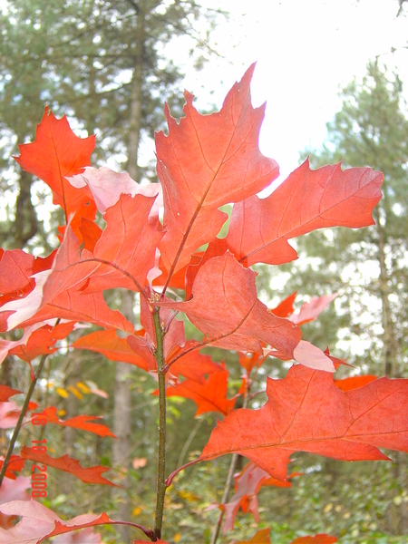 herfst  Eikeblad