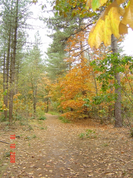 herfst Kleurig wandelpad