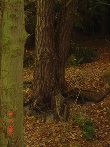 herfst Den omringd door kleurig tapijt