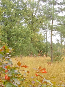 herfst plaatje