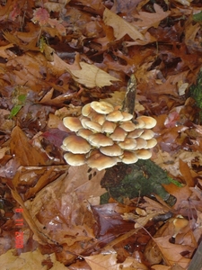 herfst paddestoelen plaatje