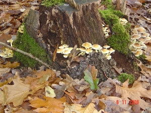 herfst parasieten op de boomstronk maar  wel mooi