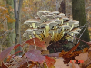 herfst elvenbankje