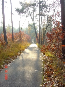 herfst fietspad Rucphense bossen vol kleur en zon