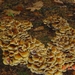 paddestoelen Rucphense bossen