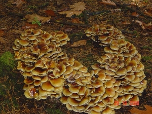 paddestoelen Rucphense bossen