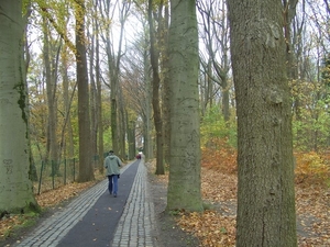 Mooie dreef in Deurle