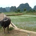 2 Yangshuo_ rijstvelden en karstformaties met waterbuffel