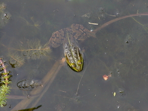 kop boven water houden