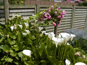 rank slank. .. geurig