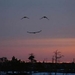 vogels