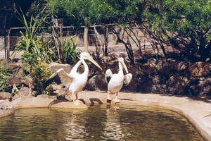 Palmolitos Parc