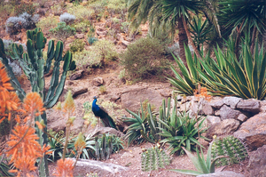 Palmolitos Parc