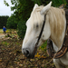 Paard in een Vlaams landschap