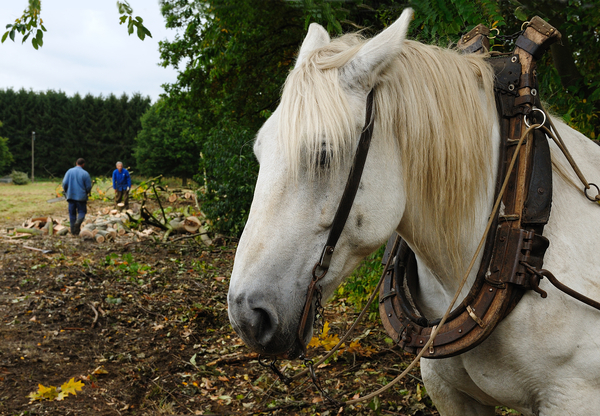 Paard,werken,boeren,vlaams