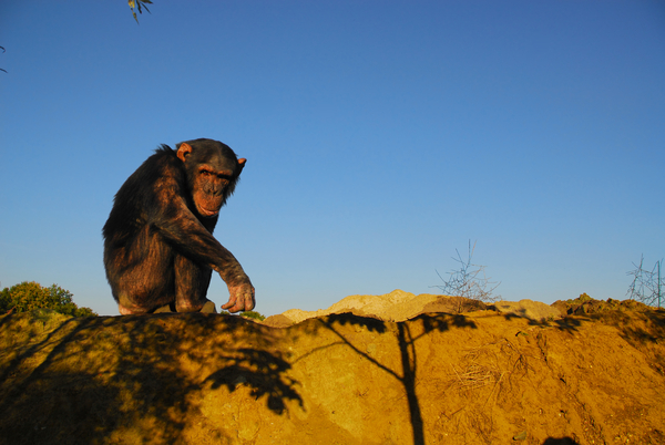 Chimpansee,woestijn,zand