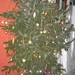 kerstboom