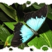 vlinders 05 (Medium)