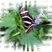 vlinders 10 (Medium)