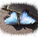 vlinders 24 (Medium)