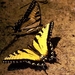 vlinders 27 (Medium)